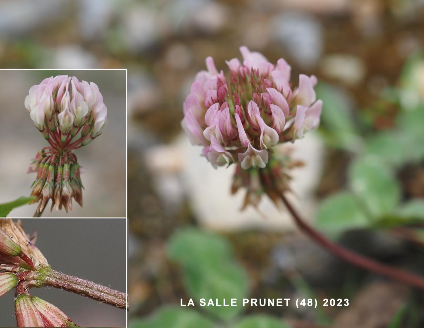 Clover, Prostrate flower